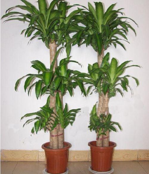 适合家居室内养殖的大型植物盆栽推荐