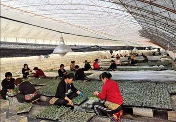 哈尔滨群力育苗相关长尾关键词有哪些