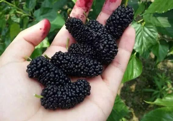 卵泡发育不好吃什么药