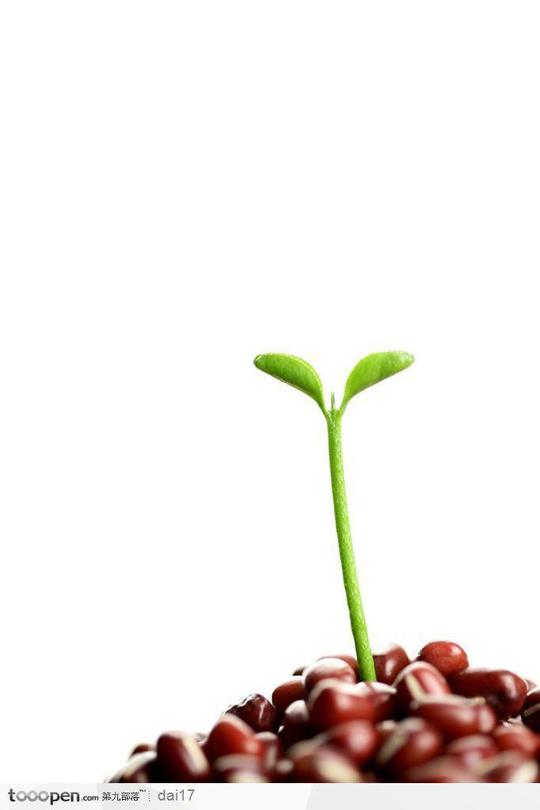 素材公社图片素材鲜花植物花卉大全新芽嫩叶-发芽的红豆