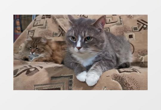 两只小猫趴在沙发上休息实拍视频素材