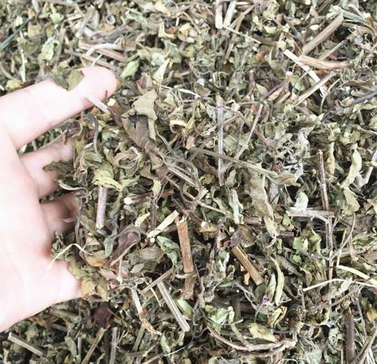 云南西双版纳野生猫须草肾茶化石草不老草批发可代客打粉做代泡茶