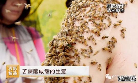 [每日农经]养蜂人穿蜂衣养蜂赚钱有窍门