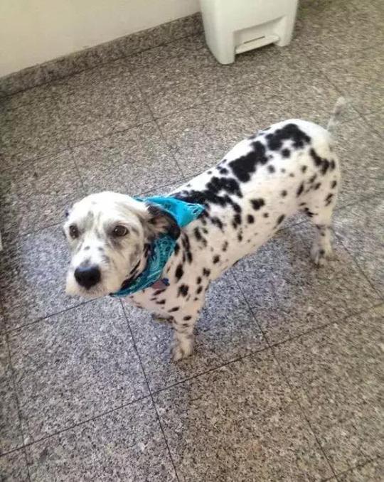 大麦町(俗称斑点狗),曾经是贵族的马车犬,可以跟着马车奔跑,护卫