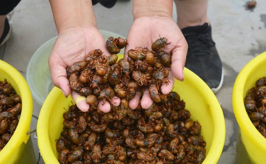 入夏农村最赚钱两个小生意,都跟虫子有关,一月能赚十几万
