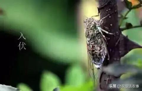 三伏贴一定要入伏那天贴吗