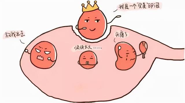 女性备孕吃什么养卵泡长大