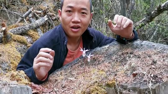 西藏林芝波密县，海拔3700米的原始森林里发现了稀有兰花