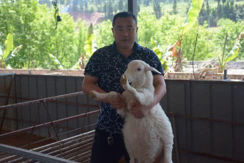 "返乡创业养羊实现毛利润200万2011年以前,齐仁双在成都的一高校干