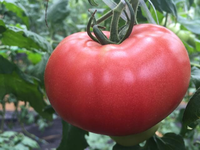 如何挑选自然熟的西红柿呢