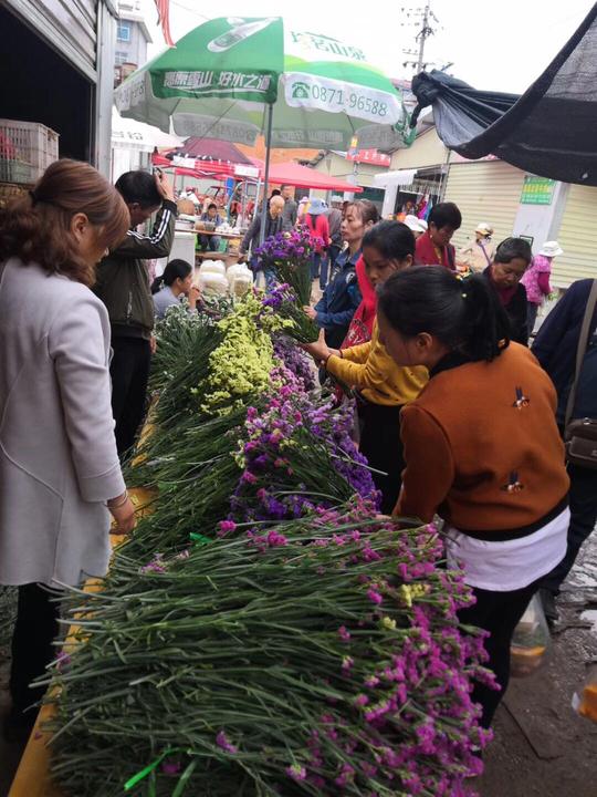 称斤模式鲜花跑江湖地摊勿忘我干花满天星情人草水晶散装一箱12斤