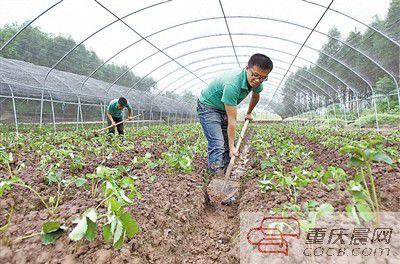 大学生卖菜,手机下单后直接从农场送货(组图)