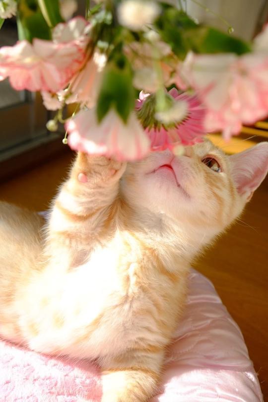 超萌!一只满脸渴望食物的猫,猫抓板都快被它融化啦