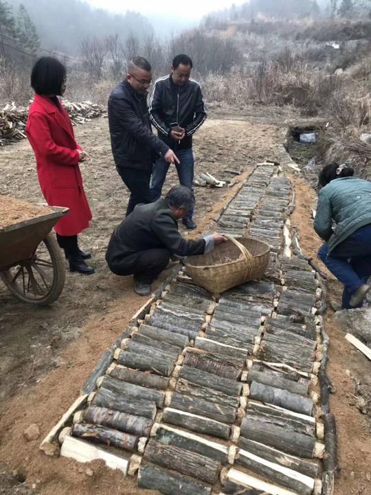 四川绵阳新鲜天麻竹节参种植种苗农业致富项目