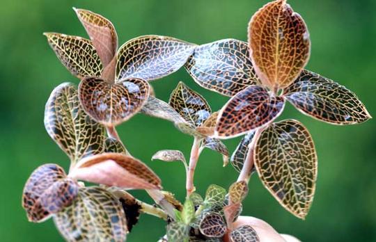 农村创业:金线莲种植项目优势与前景分析
