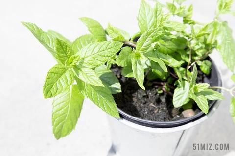 花盆花园园艺绿色中药家里大人自主开发薄荷锅