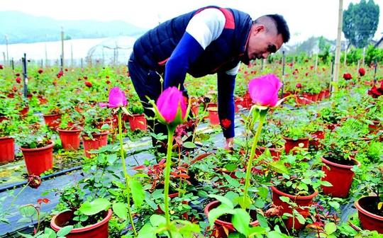 11月27日,笔者在威远县新场镇万祥村杨银的创业基地,看到一大片