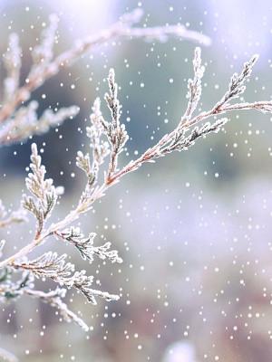 简约小清新实景拍摄下雪雪花雪松大雪小雪背景素材