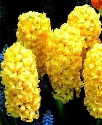 黄色性格的孩子怎么引导