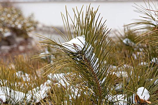雪_下雪_植物_图片大全—全景创意图库（quanjing.com）中国领先的正版图片视频素材网站
