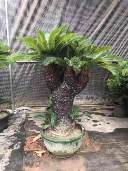 铁树公园种植农村摆放植物盆栽开业室外小盆景迷你款四季常青绿植