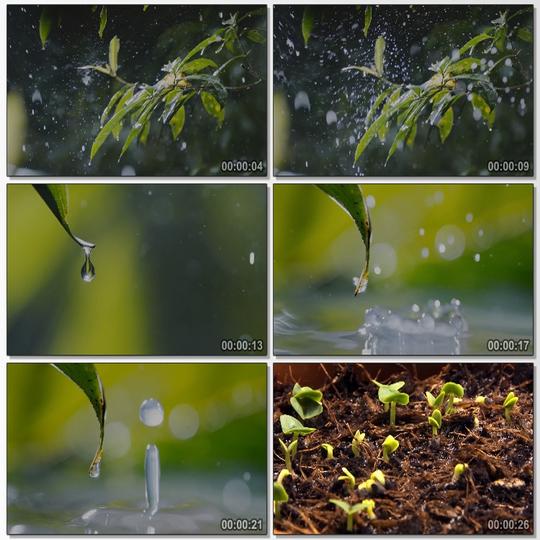大自然下雨雨水水珠露水滴落特写植物生长高清实拍视频素材