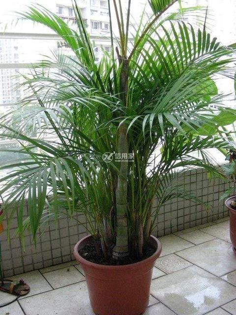 以下哪种植物不适合长期摆放卧室