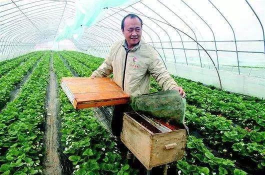 蜜蜂可以这样养,蜂箱租赁也赚钱!而且供不应求哦!
