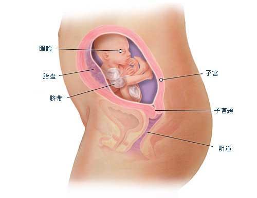 怀孕两个月胎儿图片