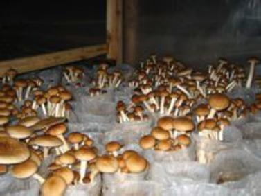 农村姑娘在家创业种茶树菇,年产值竟达40万