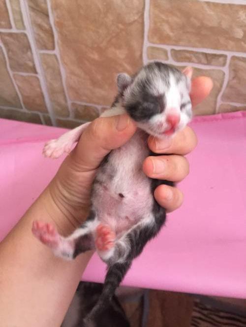 美短猫咪苍南灵溪自家繁育