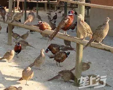 农村小型养殖什么赚钱这里推荐几个致富点子