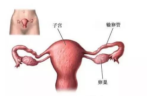 一般同房后几天着床成功