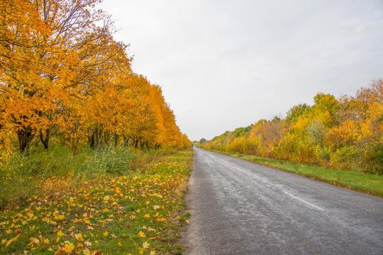 道路_秋日树林_图片大全—全景创意图库（quanjing.com）中国领先的正版图片视频素材网站