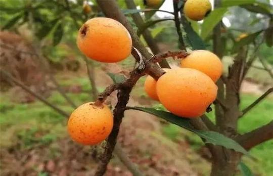 枇杷是一种早春水果,种植枇杷能不能赚钱?