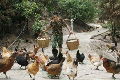电商致富新路子土鸡售出50万要赢得市场,没那么容易,王云芳从常德