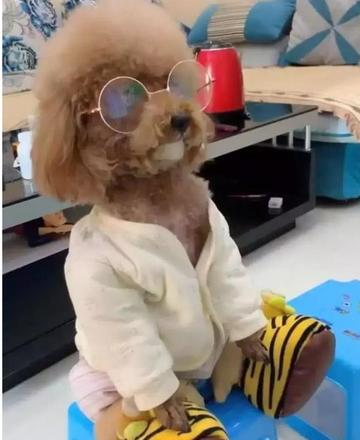 泰迪小色狗搞笑可爱萌萌哒gif