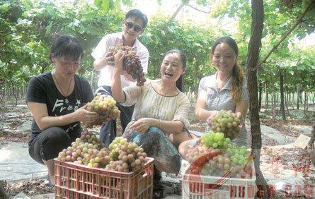 在军垦农场的玉麟葡萄园内,市民们为自己动手采摘的葡萄得意不已.