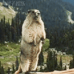 尖叫土拨鼠表情包抽搐gif动图