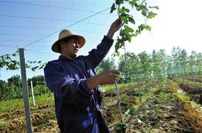 新型农业经营主体创业潮:返乡人数已逾450万