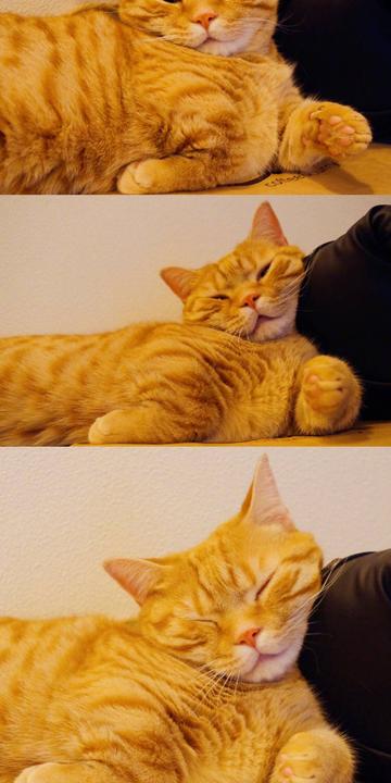 一只黄色猫咪坐在坐垫上gif图片