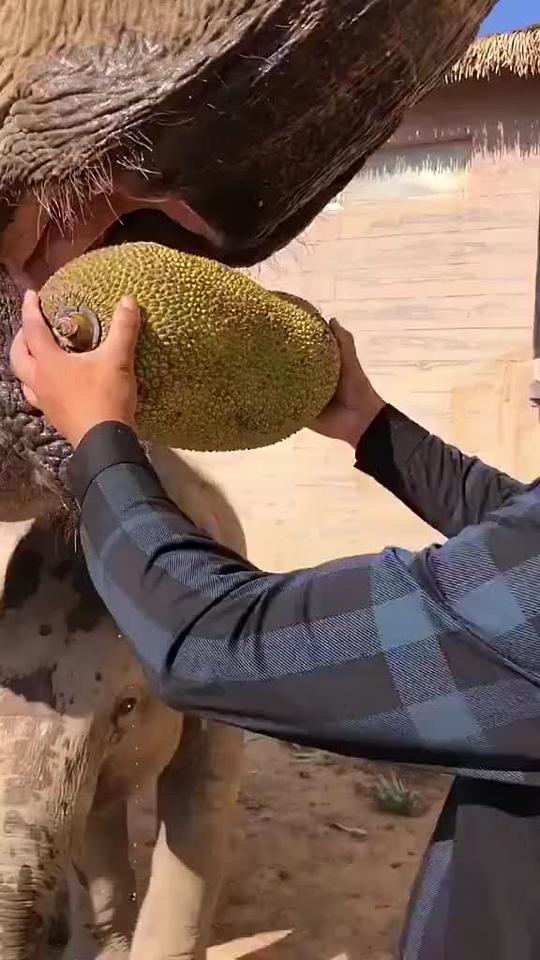 看大象如何吃菠萝蜜，啃不动还踩不烂吗我真怕这些人让大象吃榴莲