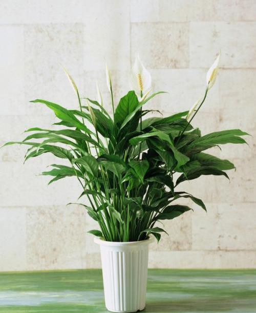 适宜室内养殖的植物适宜室内植物有哪些