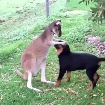 摸摸下面、摸摸腋下 - 上面摸摸、下面摸摸表情包