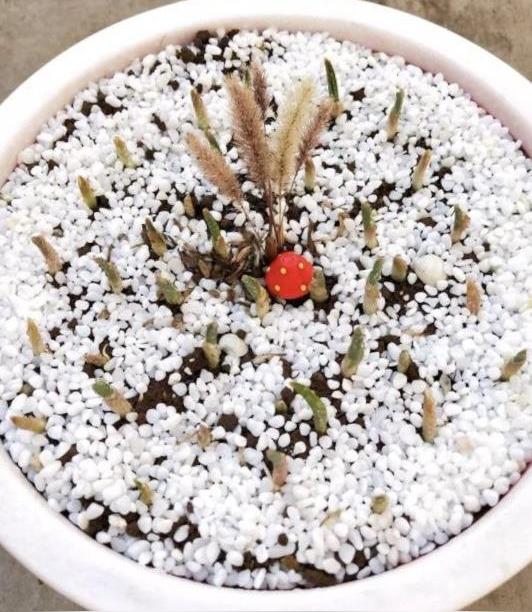 家里大蒜发芽，垃圾桶一栽，7天变成“蒜苗柱”，产量高、全家吃