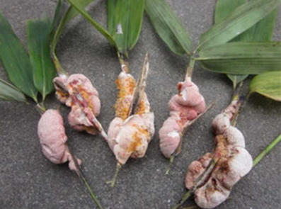 注意事项及食疗偏方介绍