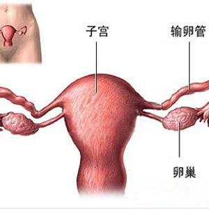 反复流产导致子宫内膜薄可以治好吗