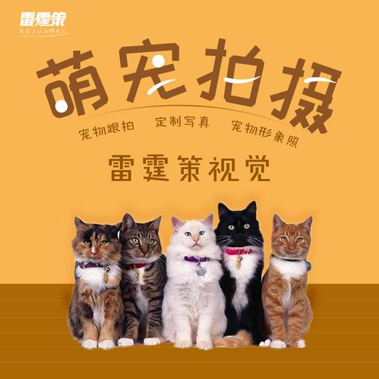 南京专业宠物拍摄狗狗模特猫咪写真动物集趣味肖像合集短视频制作