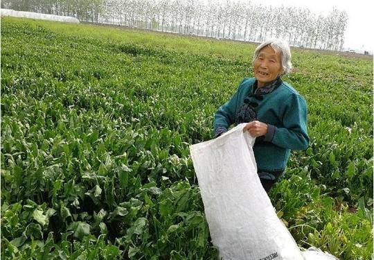 农村大妈摘菜叶一斤一毛钱,有大妈不愿错过挣钱机会,带孩子打工