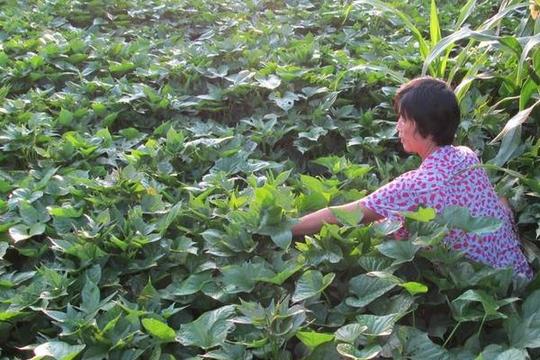2018种红薯赚钱吗红薯种植的利润与投资成本及前景预测